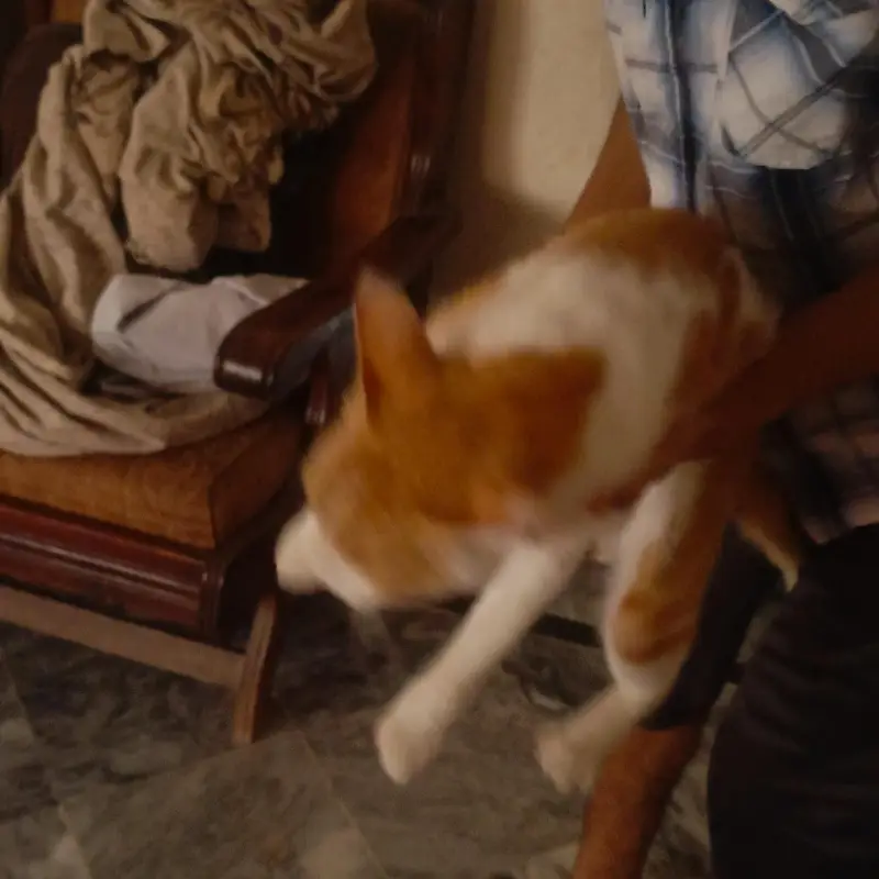 Beautiful orange & white ( Ice cream cat) Handtame cutie pie — photo 3