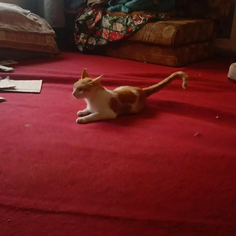 Beautiful orange & white ( Ice cream cat) Handtame cutie pie — photo 4