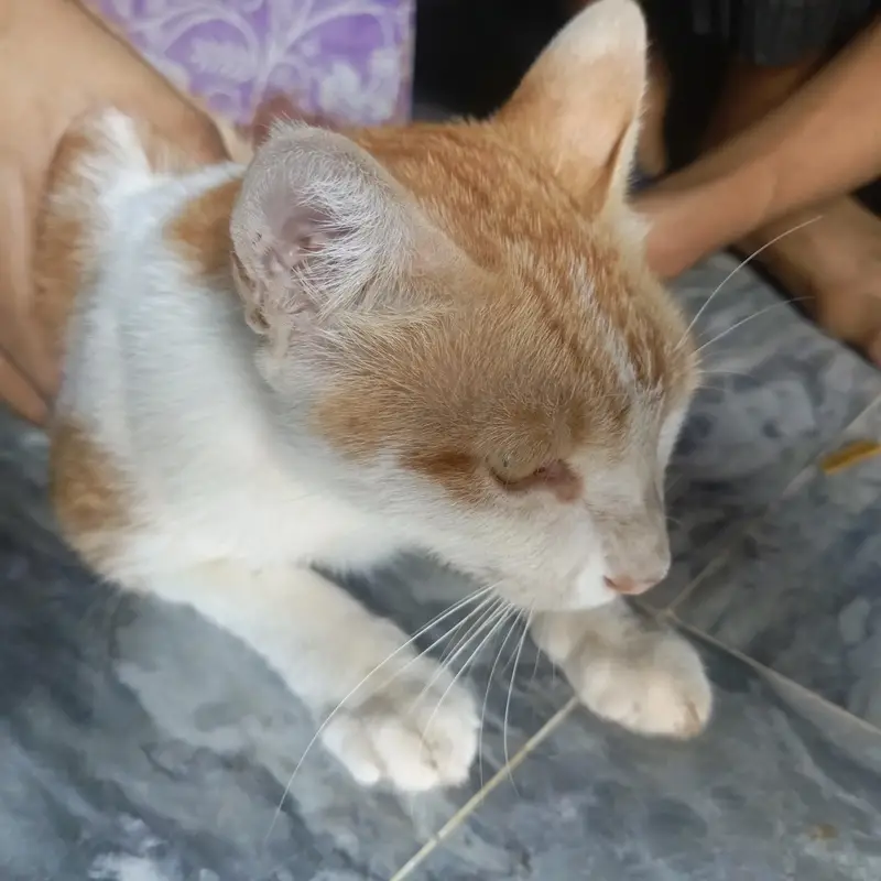 Beautiful orange & white ( Ice cream cat) Handtame cutie pie — photo 5