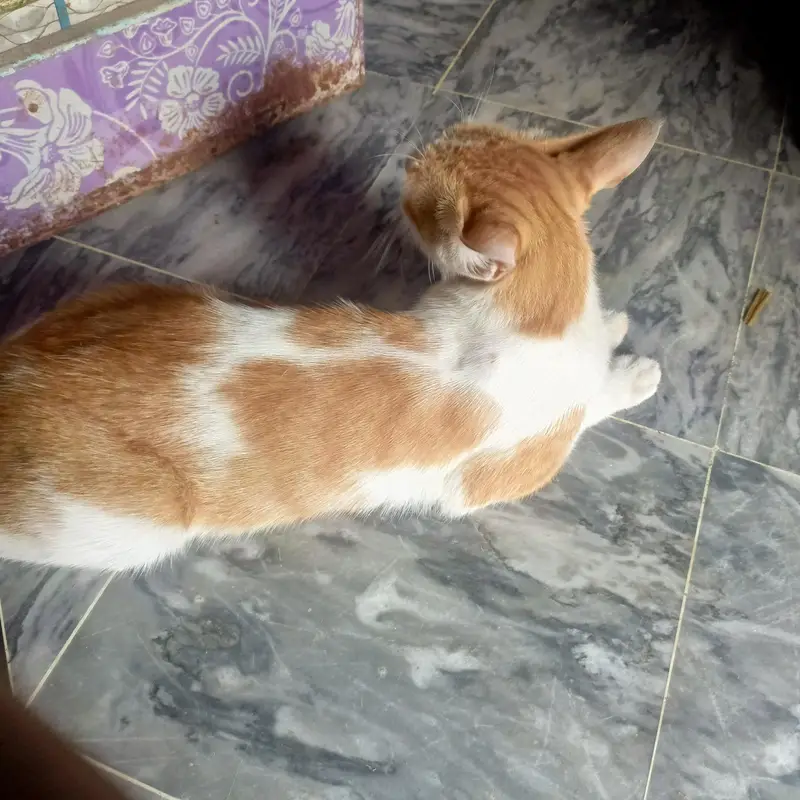 Beautiful orange & white ( Ice cream cat) Handtame cutie pie — photo 6