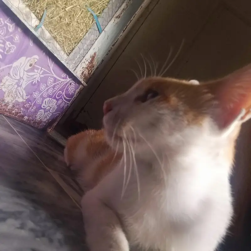 Beautiful orange & white ( Ice cream cat) Handtame cutie pie — photo 7