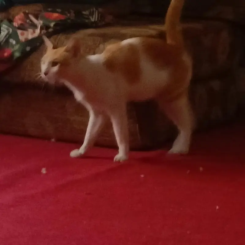 Beautiful orange & white ( Ice cream cat) Handtame cutie pie — photo 8
