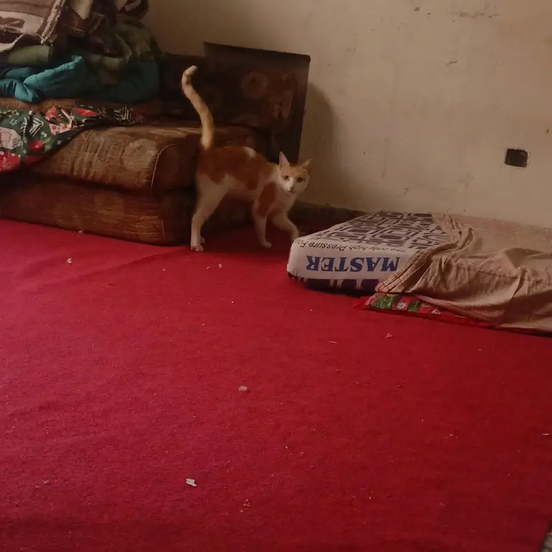 Beautiful orange & white ( Ice cream cat) Handtame cutie pie — photo 9