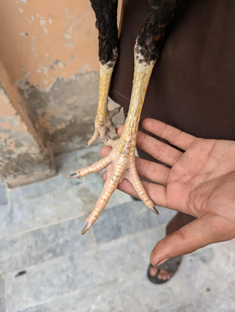 Sindhi aseel patha — photo 2