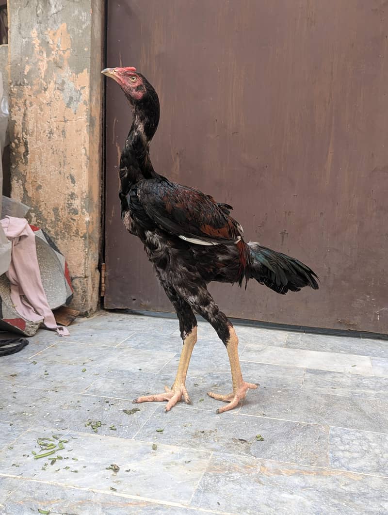Sindhi aseel patha 4