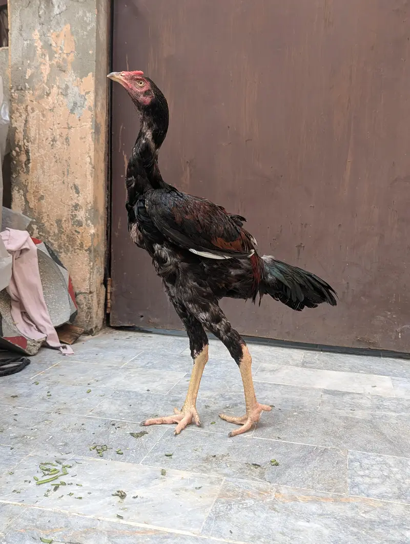 Sindhi aseel patha — photo 5