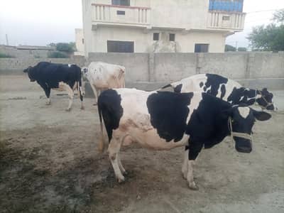 parijan cross 31 Plus dudh hai