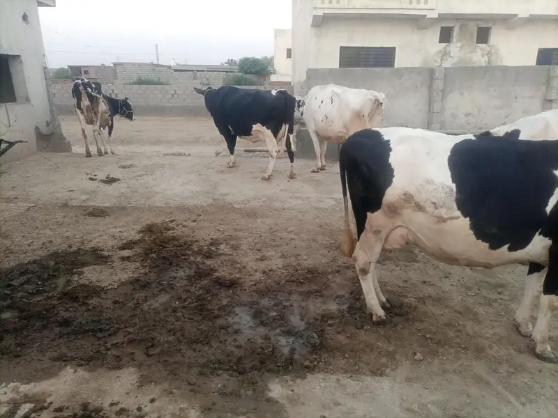 parijan cross 31 Plus dudh hai — photo 2