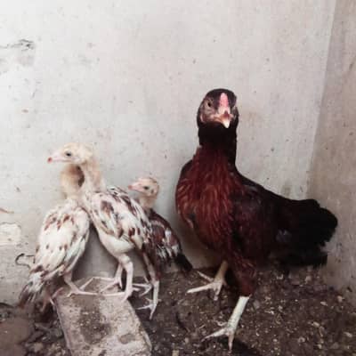 chicks 800 3 month Kay hain  wazan Kay hesab say 1300 kilo female