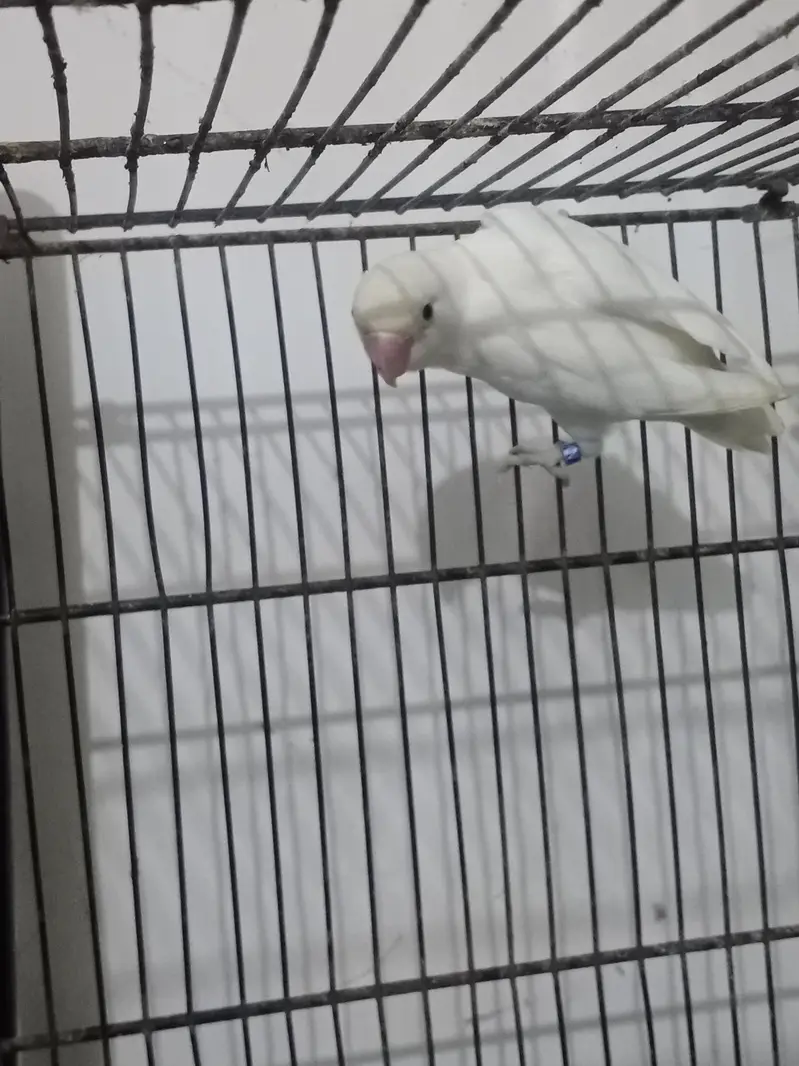 ALBINO BLACK EYE — photo 3