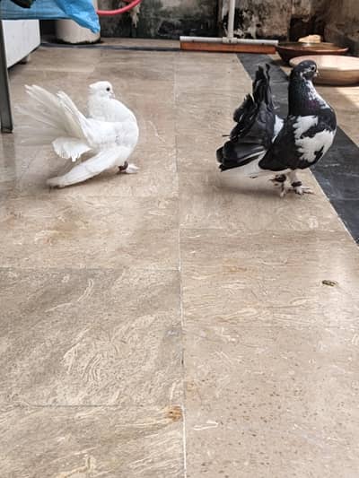 Laka Pair Ready To Breed