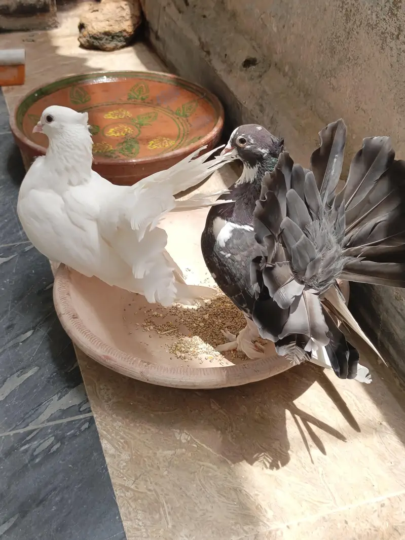 Laka Pair Ready To Breed — photo 2