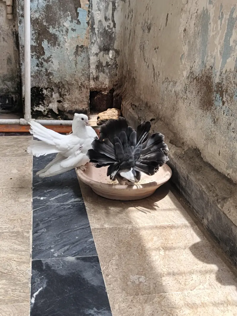 Laka Pair Ready To Breed — photo 3