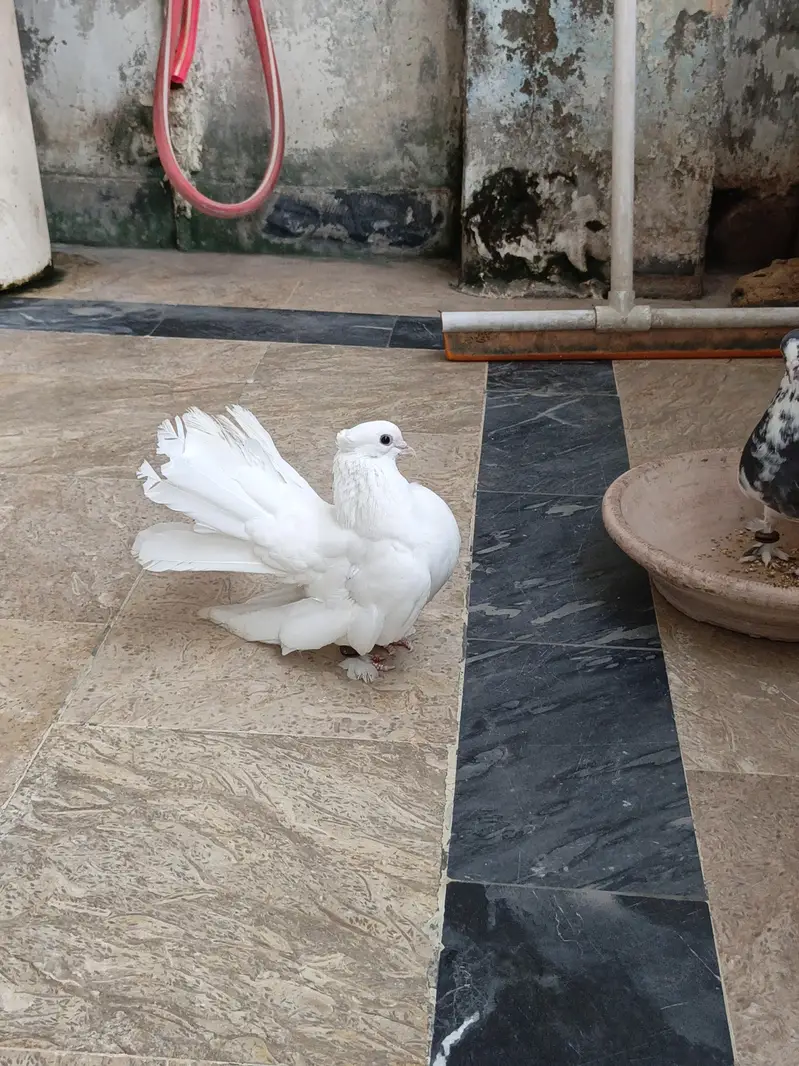 Laka Pair Ready To Breed — photo 4