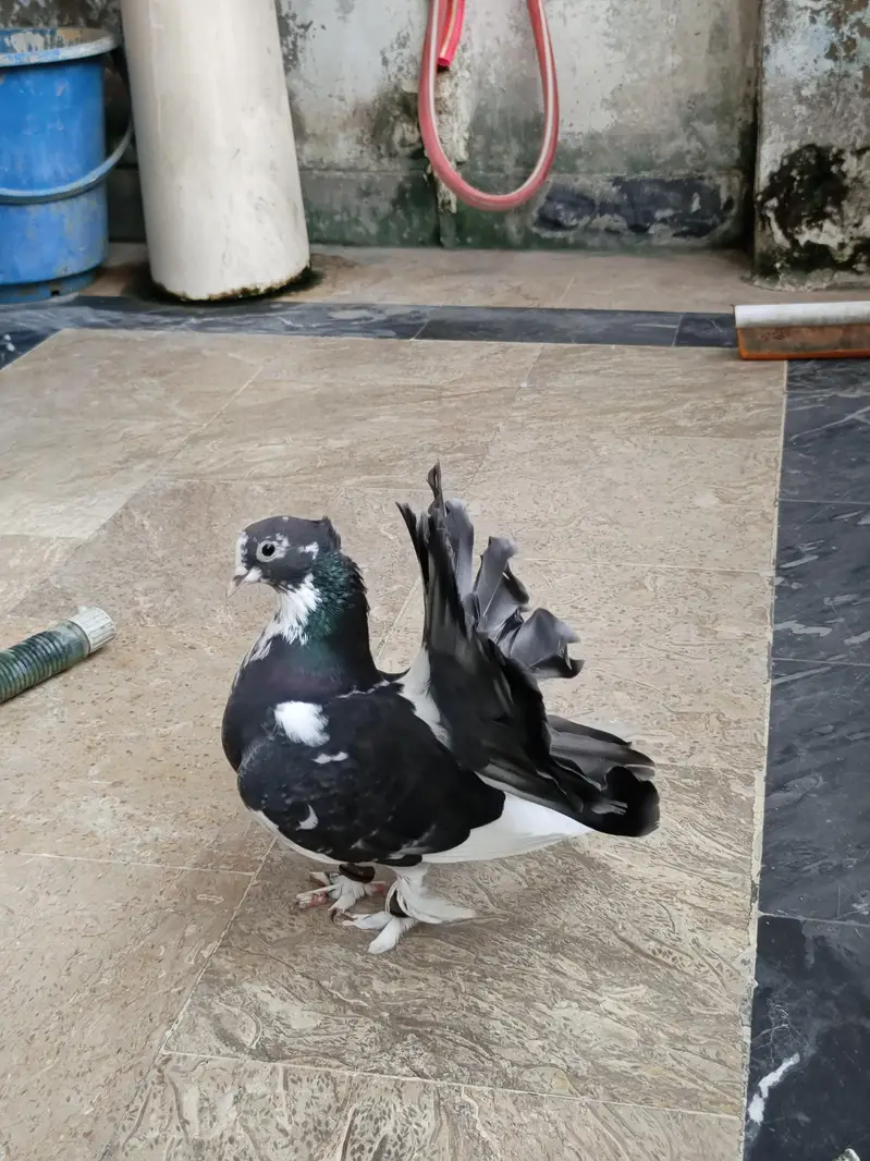 Laka Pair Ready To Breed — photo 5