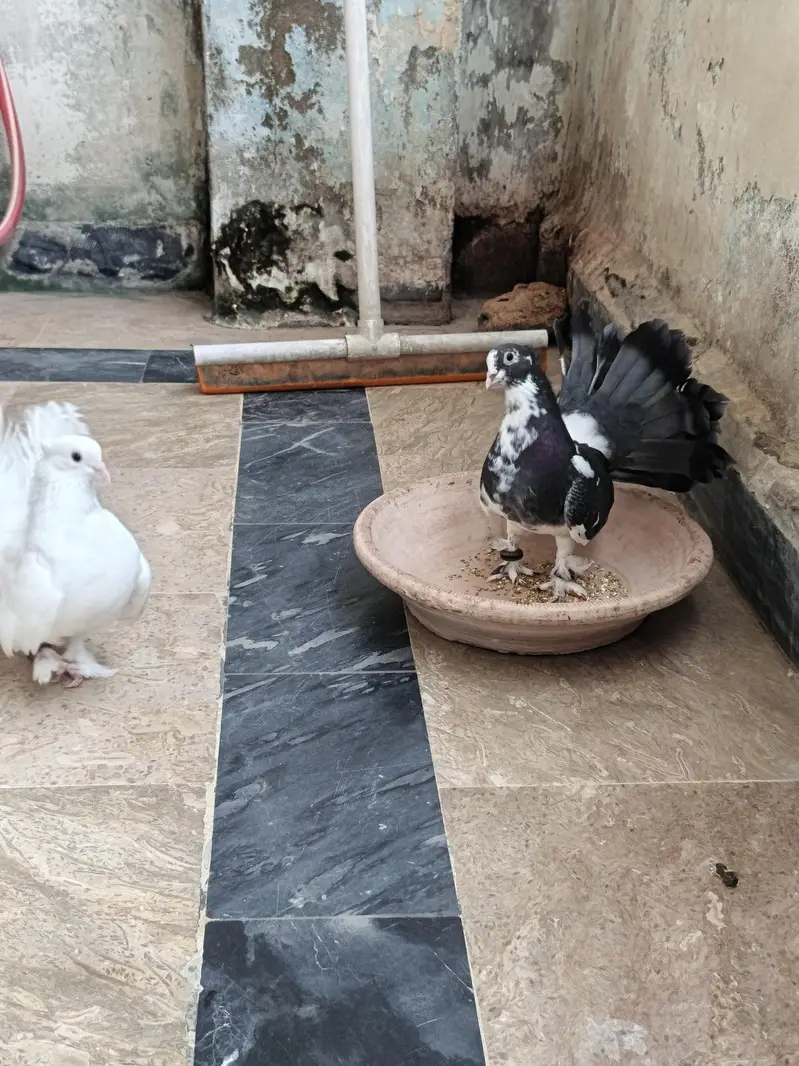 Laka Pair Ready To Breed — photo 6
