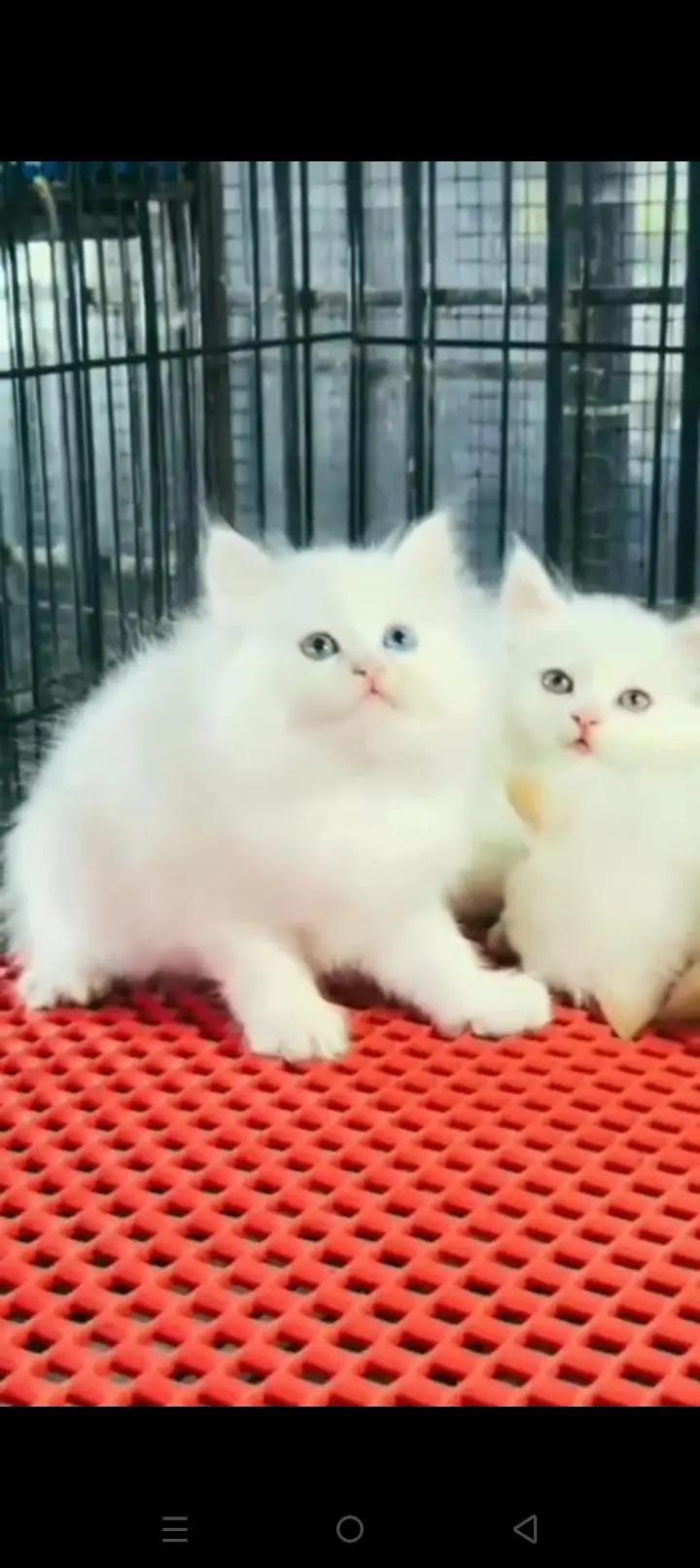 Quality Persian cat & Kittens. Male & female 03479996792. whatsapp — photo 3