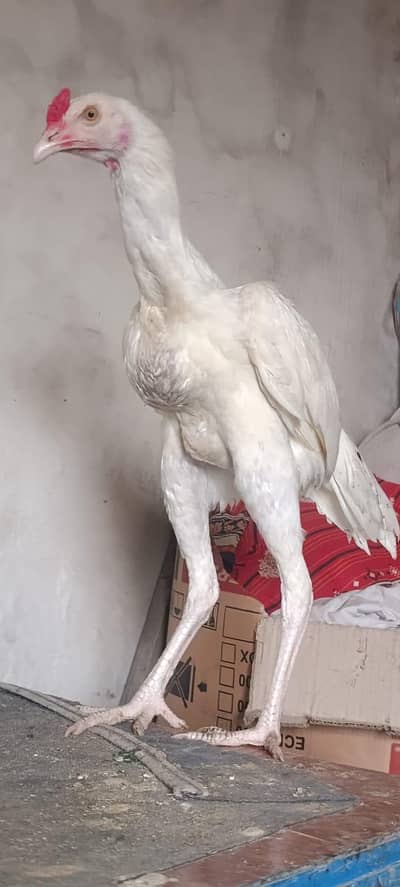 Aseel White  Heera White Total price