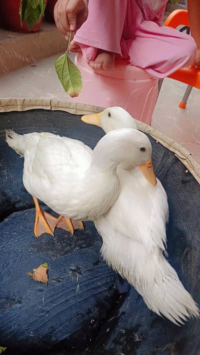 Ducks Pure White Pekin