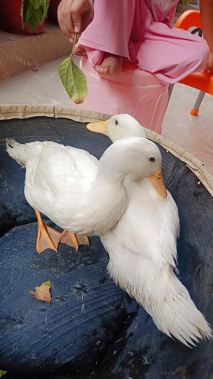 Ducks Pure White Pekin