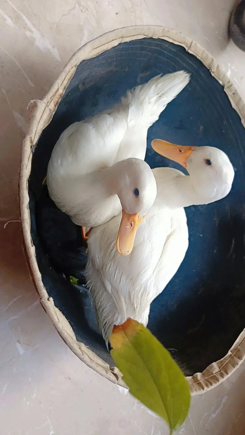 Ducks Pure White Pekin — photo 2