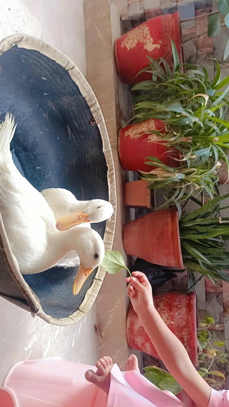 Ducks Pure White Pekin — photo 3