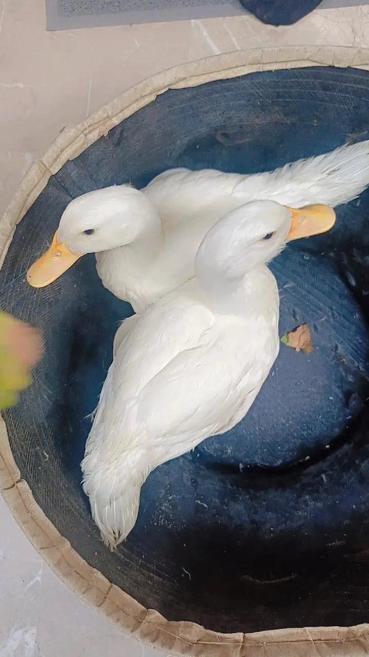 Ducks Pure White Pekin — photo 4