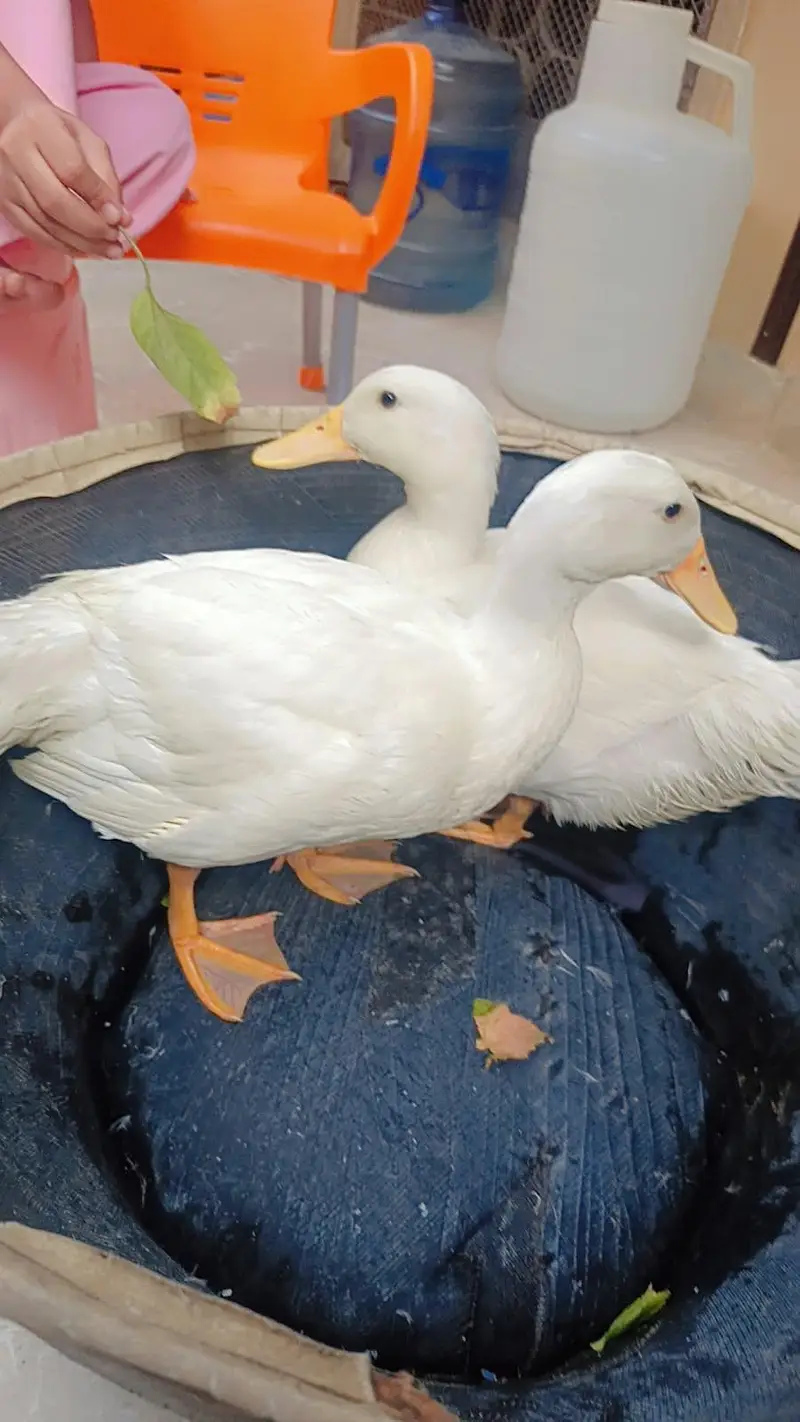 Ducks Pure White Pekin — photo 5