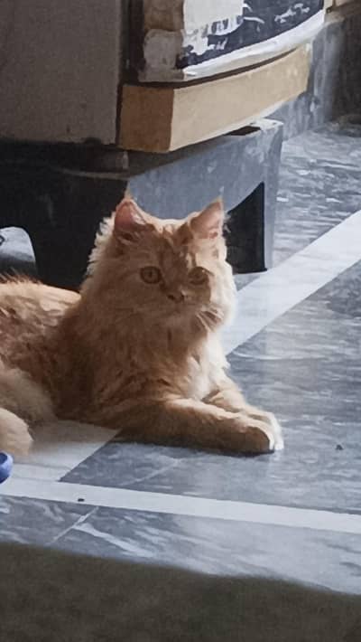 nice cat