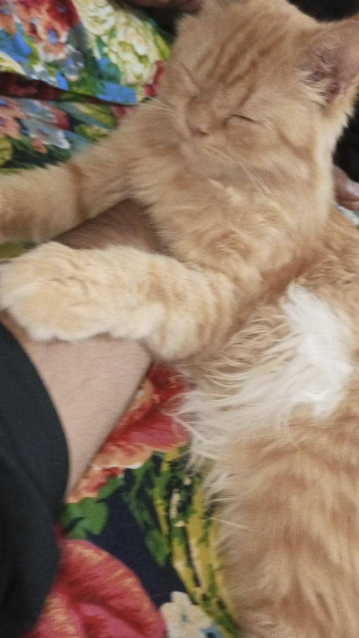 nice cat 1