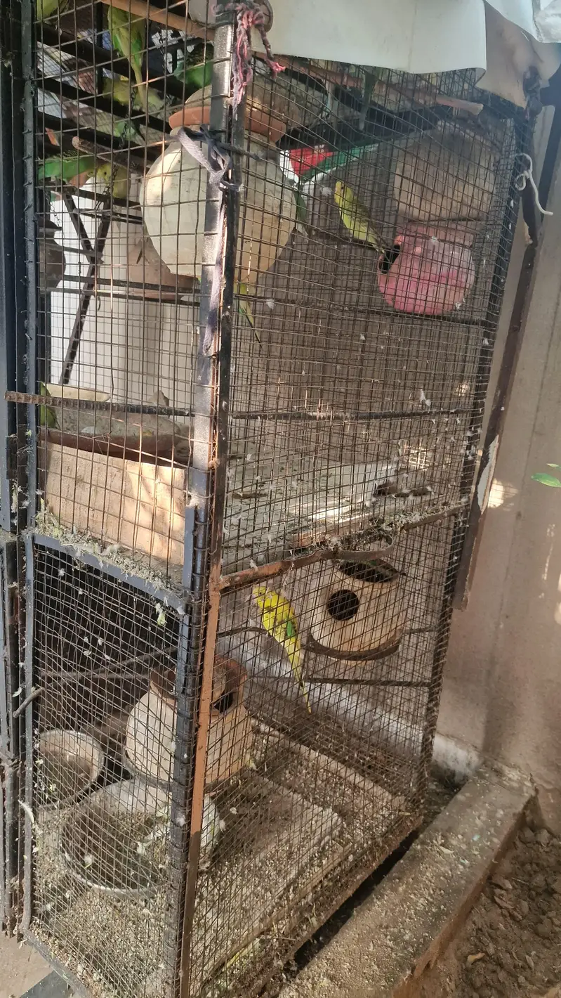 Premium Bird & Chicken Cage – Strong & Spacious — photo 3