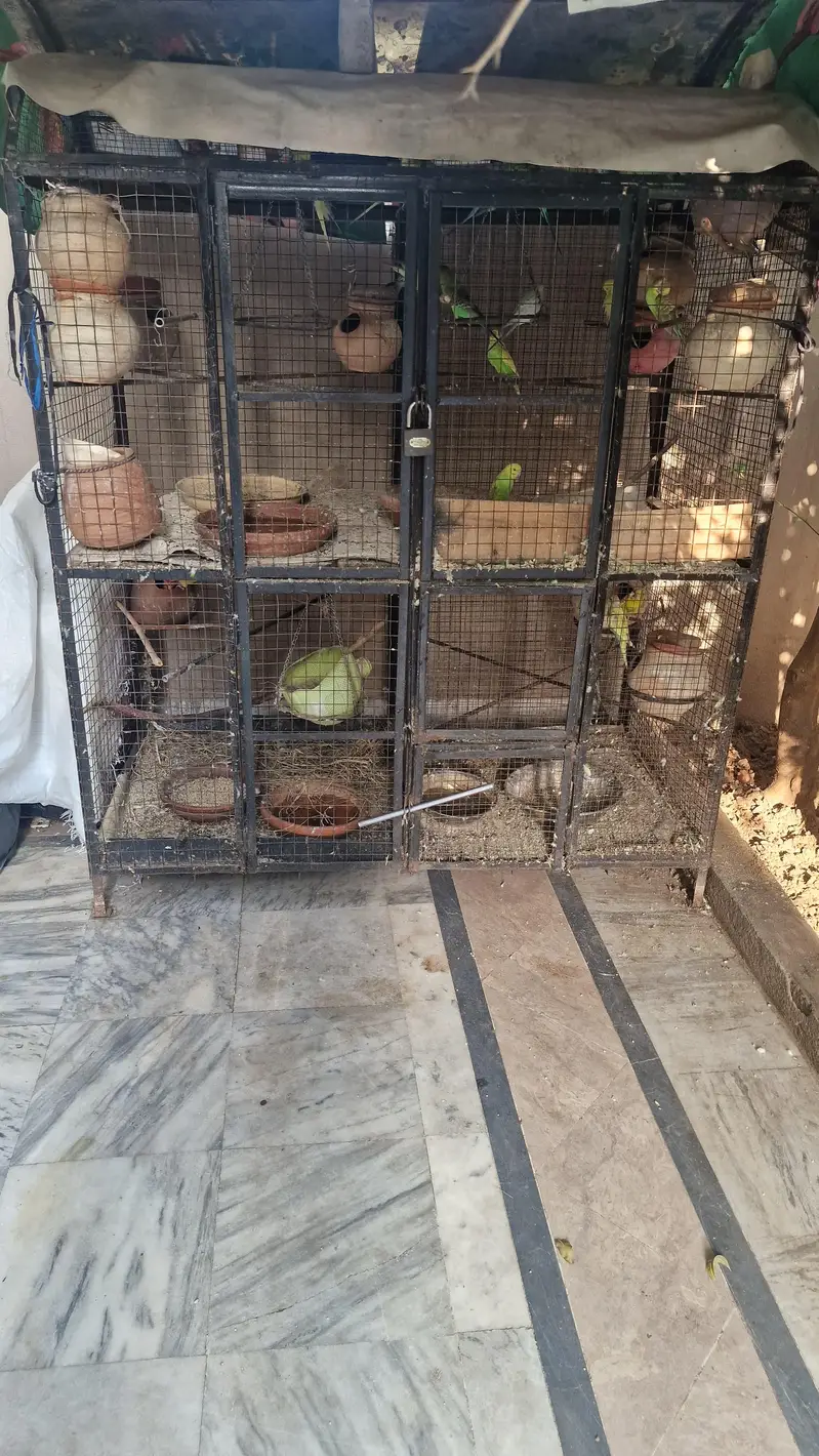 Premium Bird & Chicken Cage – Strong & Spacious — photo 4