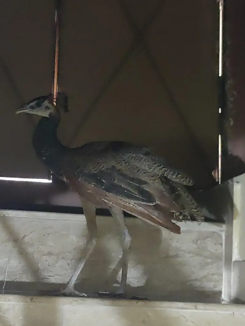 male peacock for sale