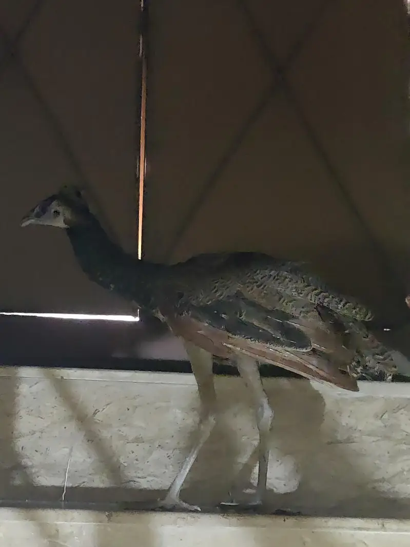 male peacock for sale — photo 2