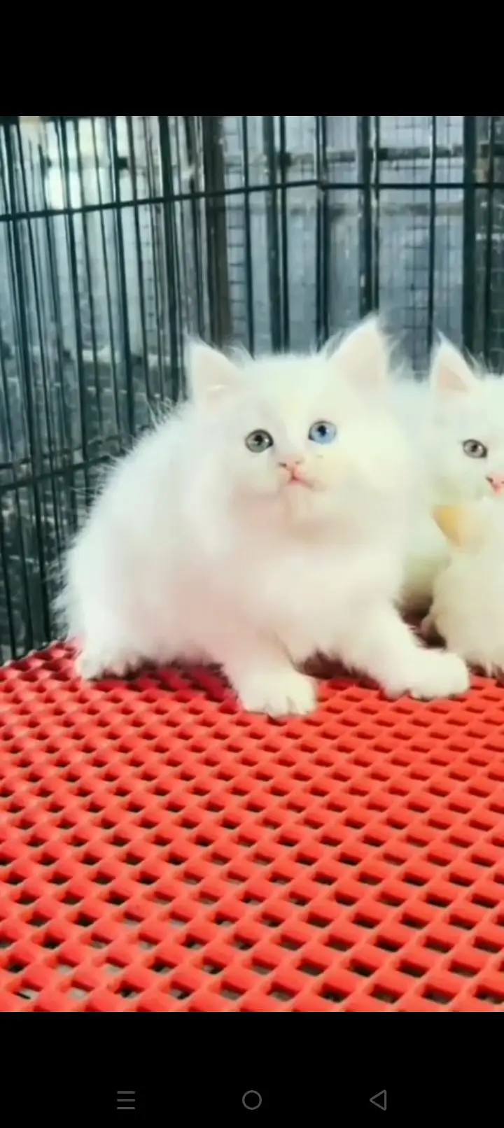 Quality Persian cat & Kittens. Male & female 03479996792. whatsapp — photo 2