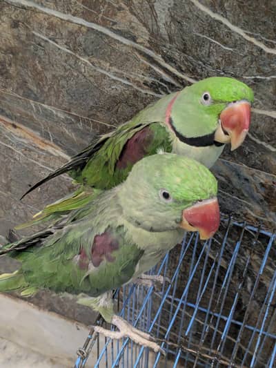 RAW PARROT PAIR FOR SALE
