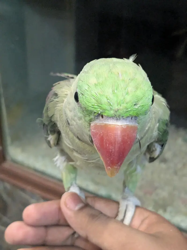RAW PARROT PAIR FOR SALE — photo 2