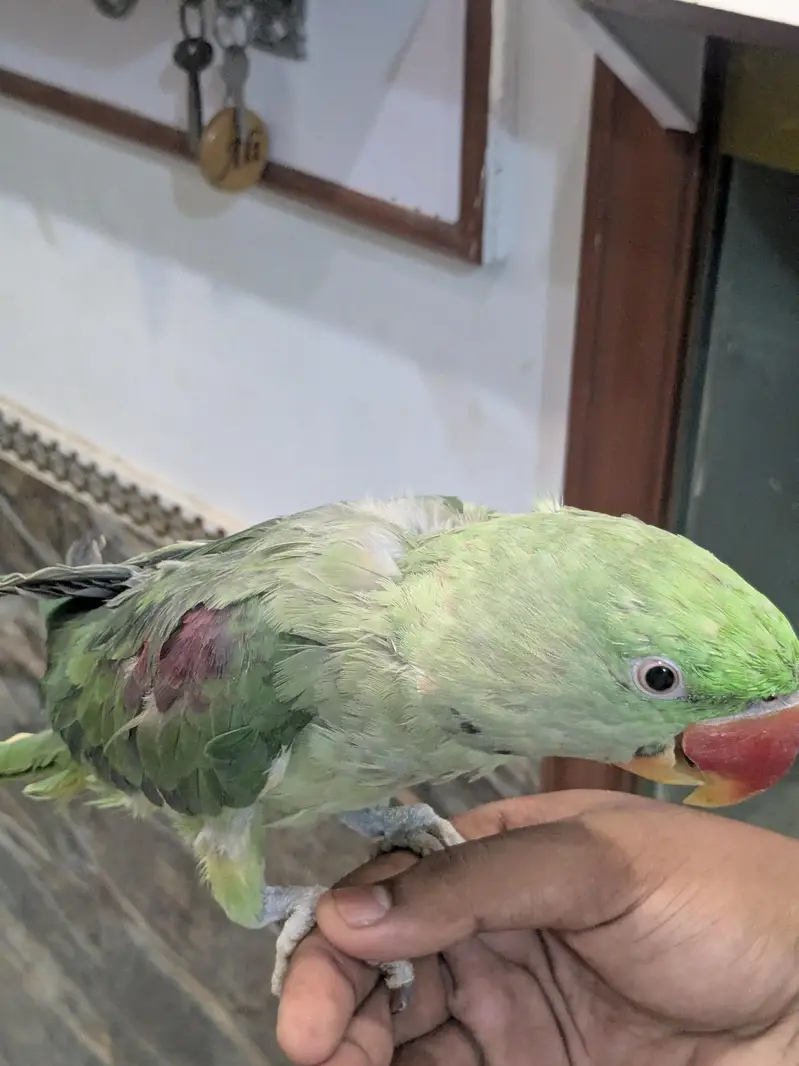 RAW PARROT PAIR FOR SALE — photo 3