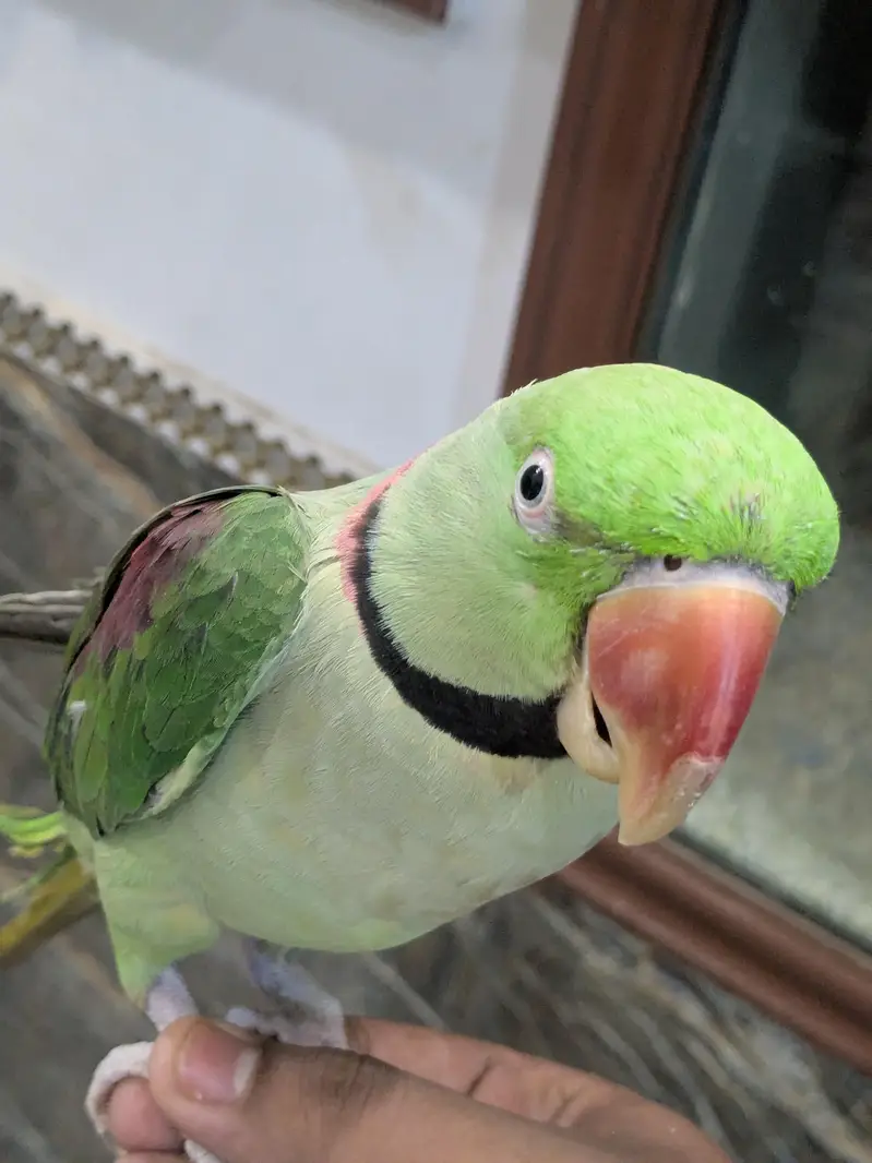 RAW PARROT PAIR FOR SALE — photo 4