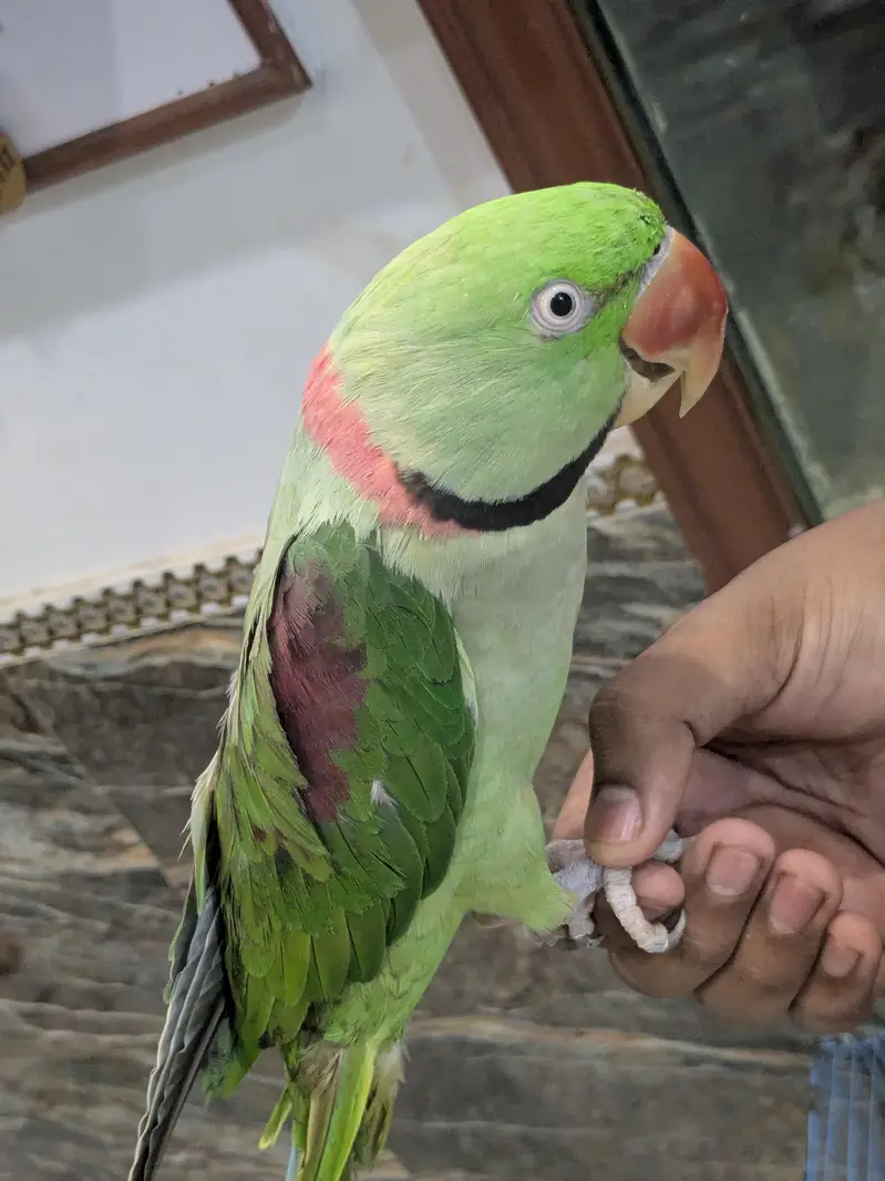 RAW PARROT PAIR FOR SALE — photo 5
