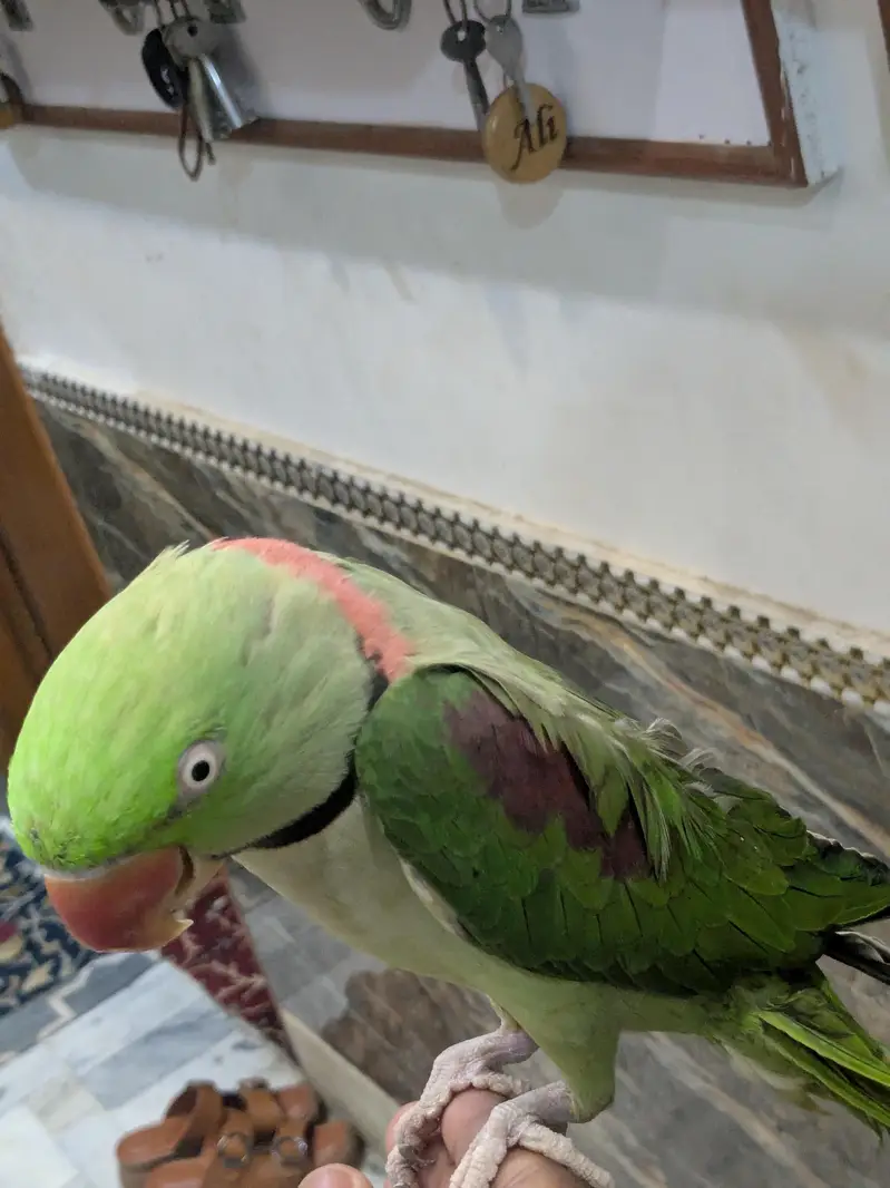 RAW PARROT PAIR FOR SALE — photo 6