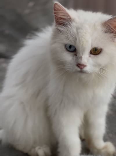 Persian cat female odd eyes for sale