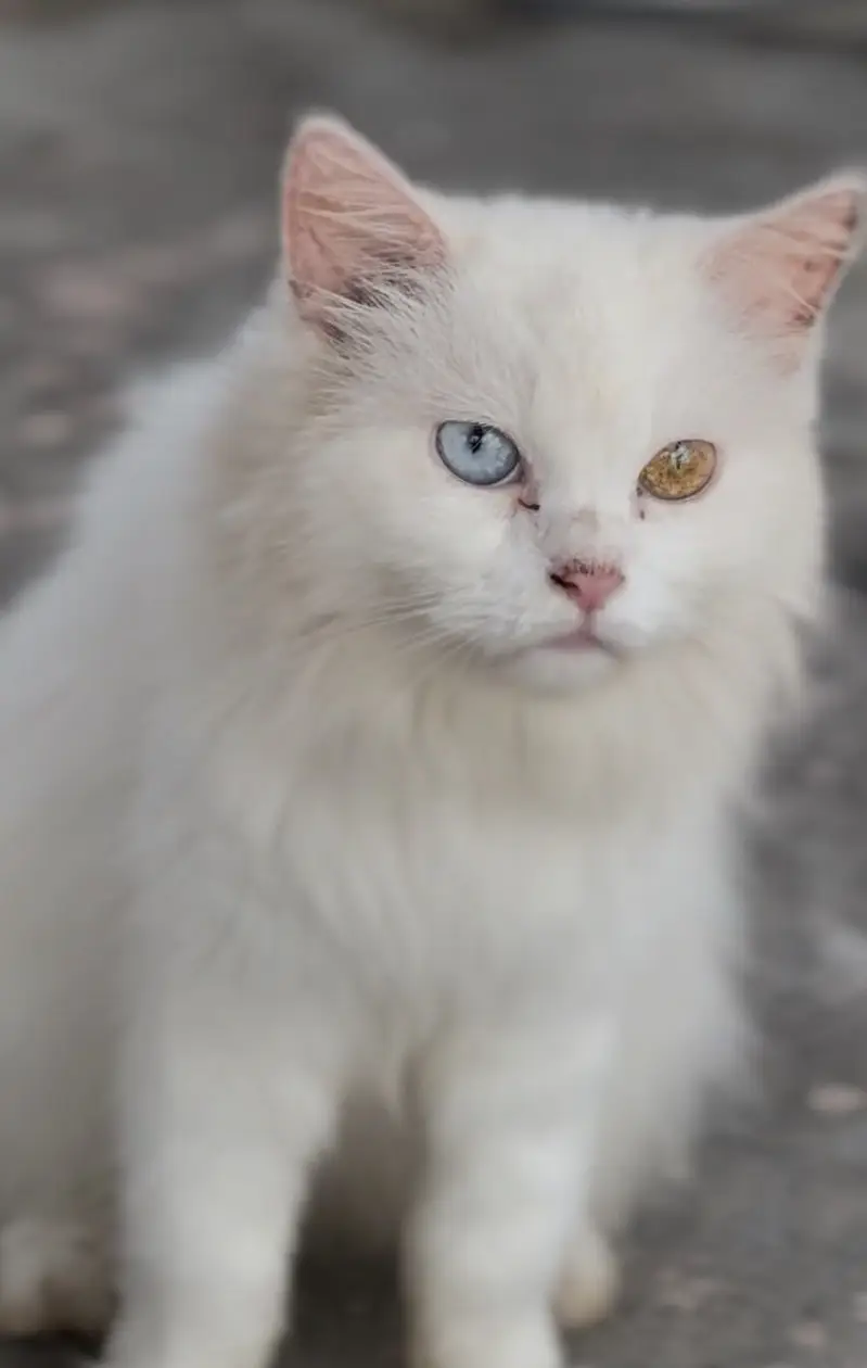 Persian cat female odd eyes for sale — photo 2