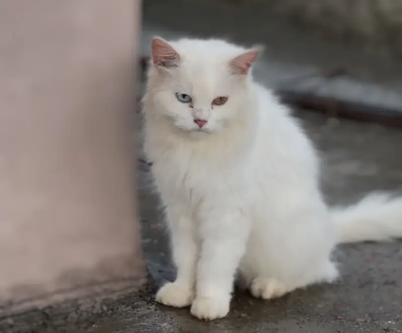 Persian cat female odd eyes for sale — photo 3