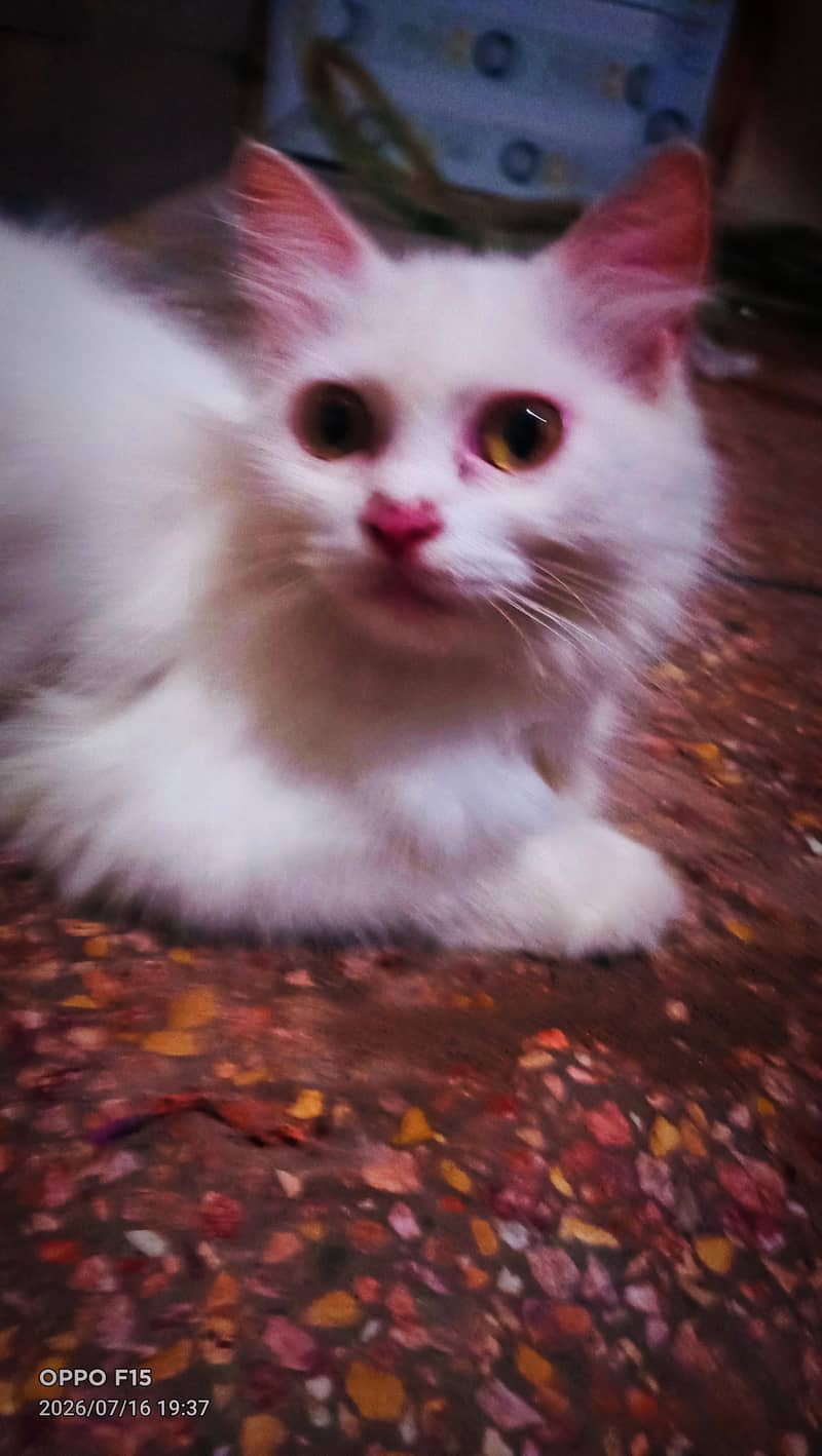 PERSIAN CAT 0