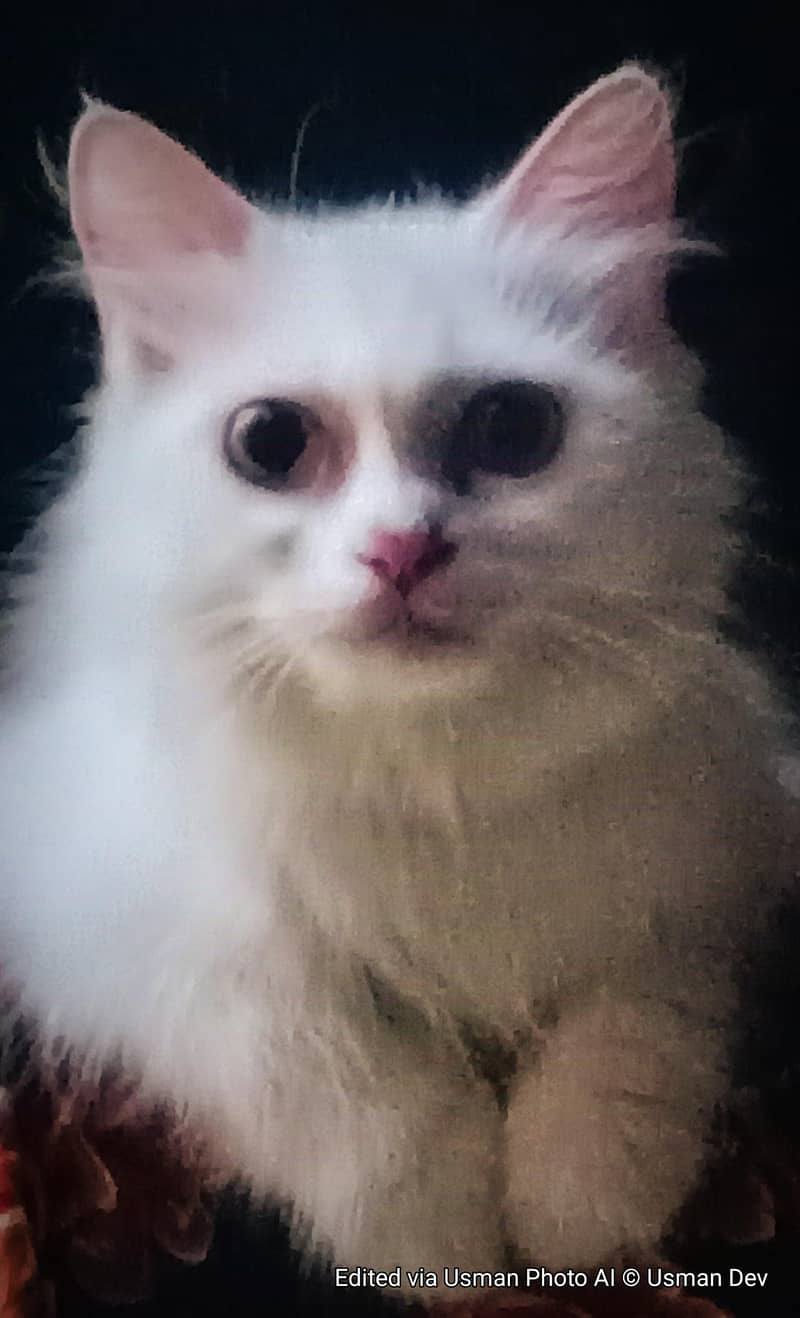 PERSIAN CAT 1