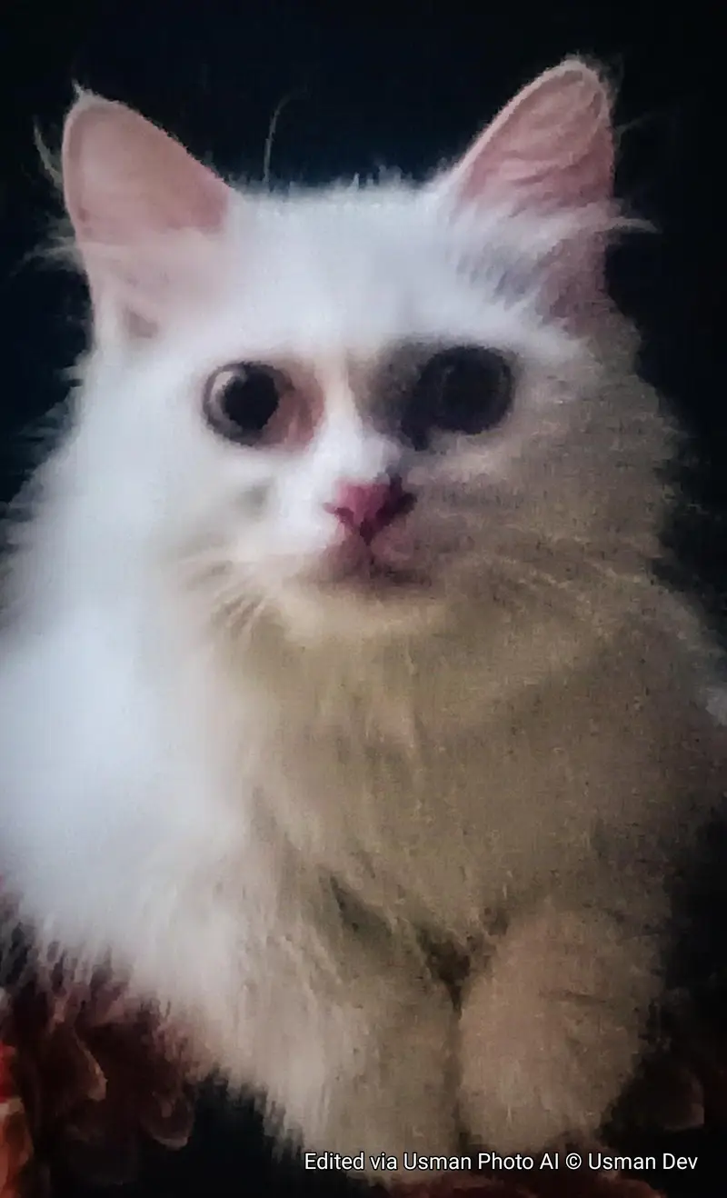 PERSIAN CAT — photo 2