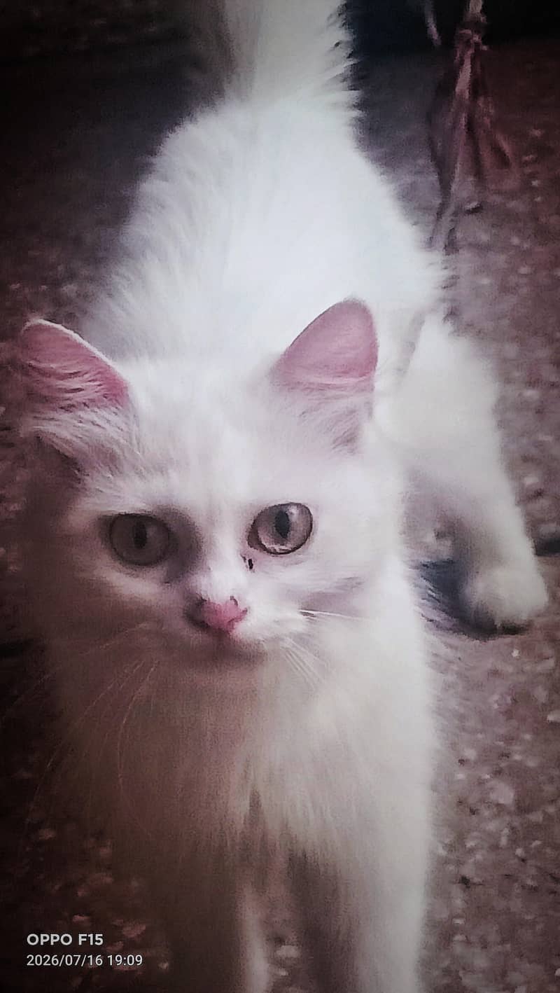 PERSIAN CAT 2