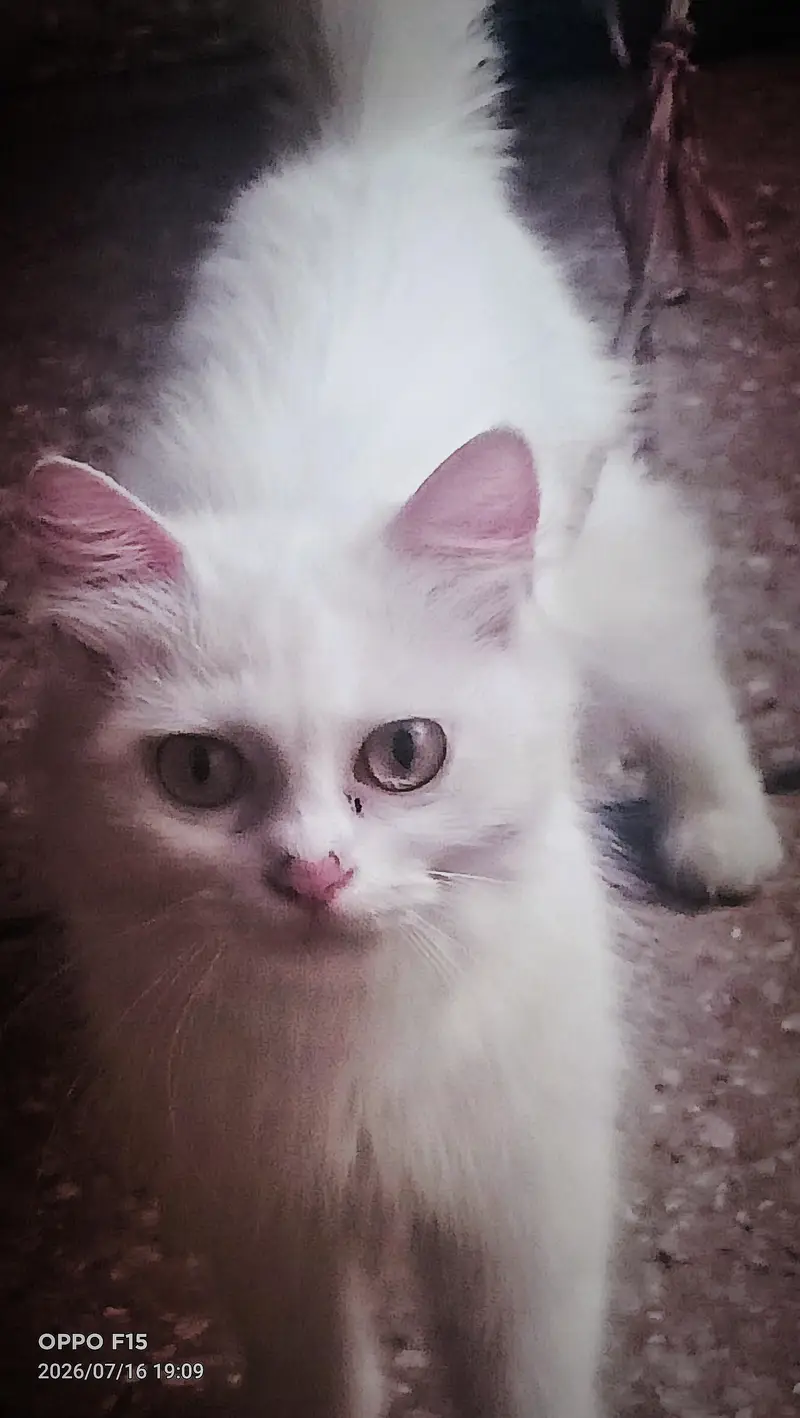 PERSIAN CAT — photo 3