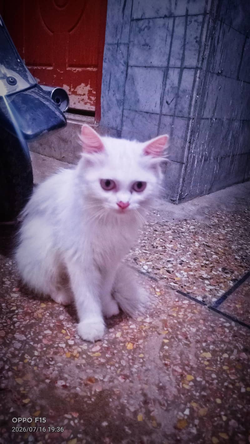 PERSIAN CAT 3